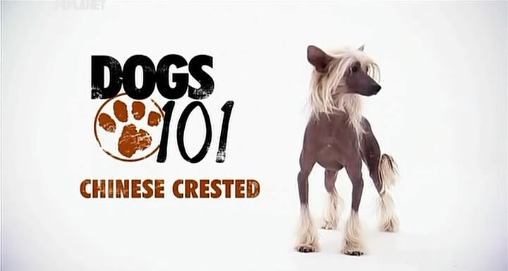 *Video:Знакомство с породой Китайская хохлатая собака